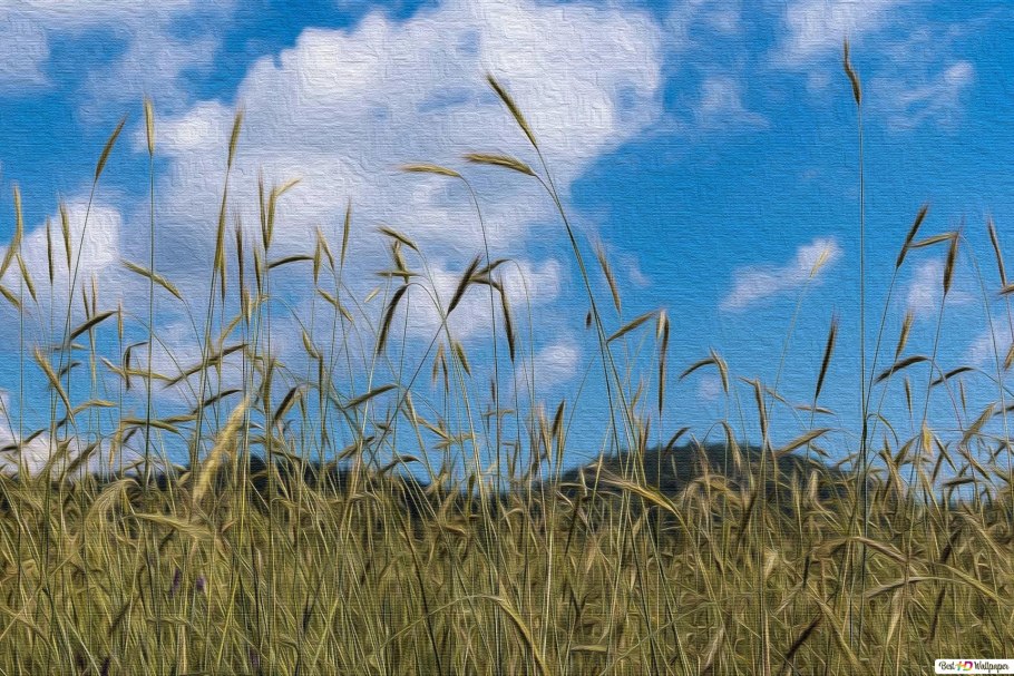 Пшеница в поле