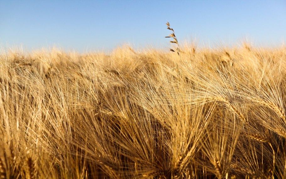 Шип пшеницы