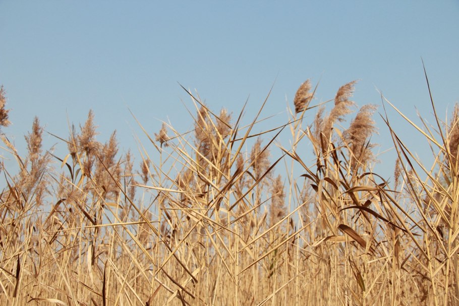 Артикул ячменя