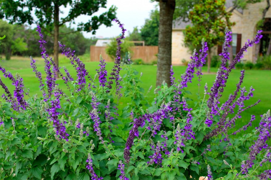 Шалфей Дубравный Маркус