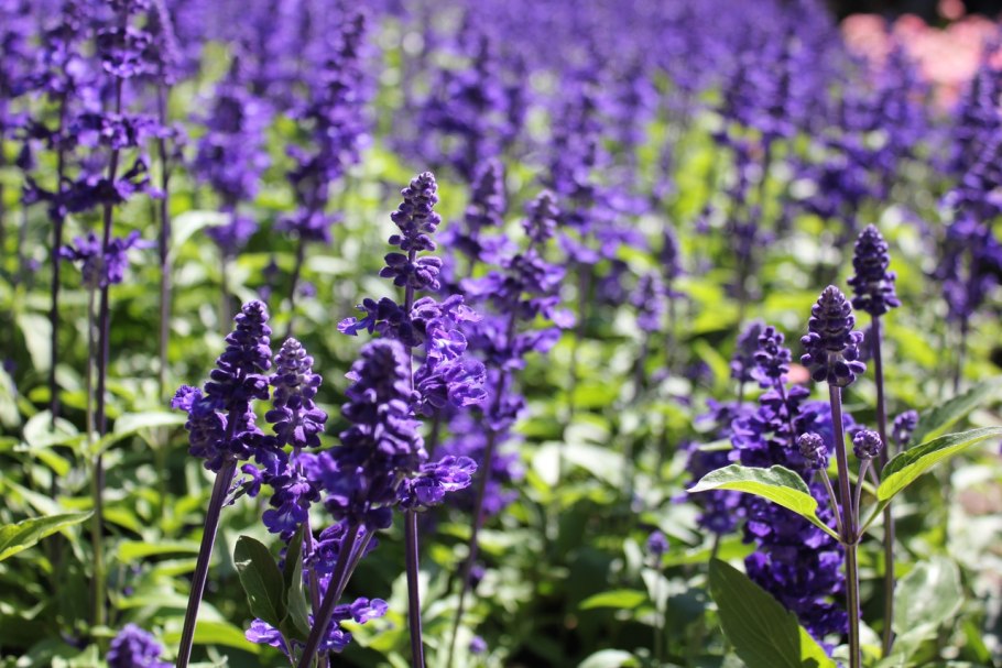 Шалфей Вербеновый фото