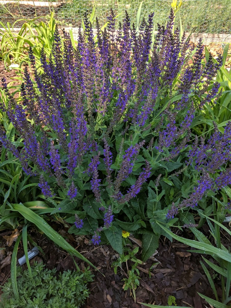 Verbena шалфей