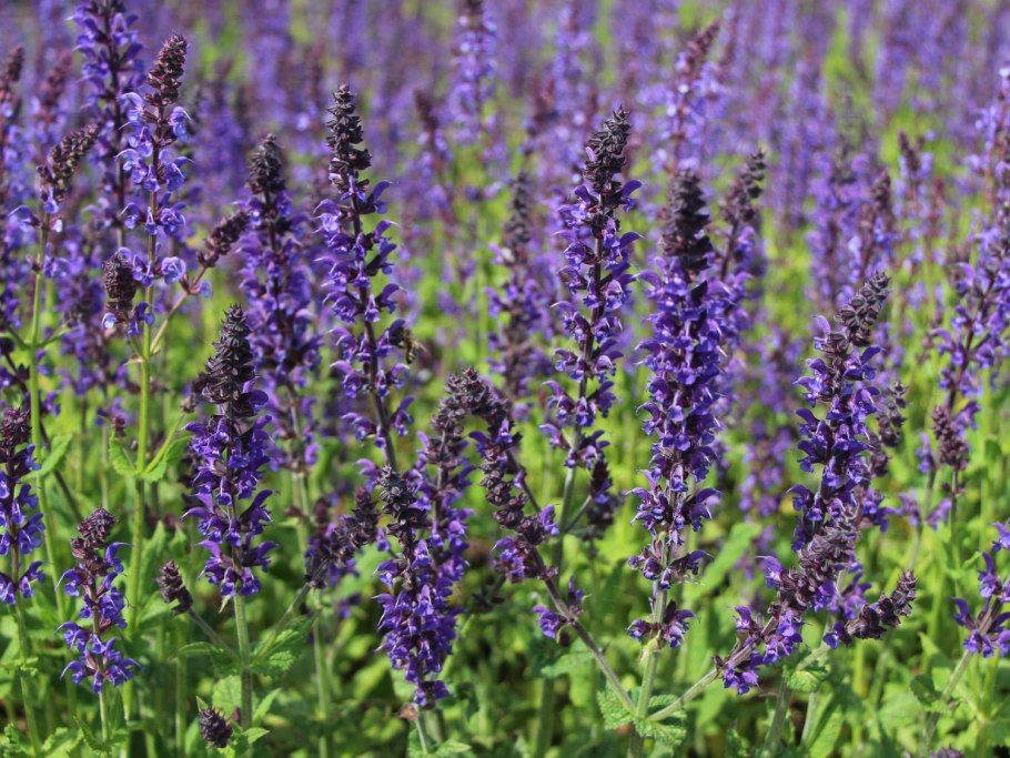 Шалфей Дубравный Ostfriesland