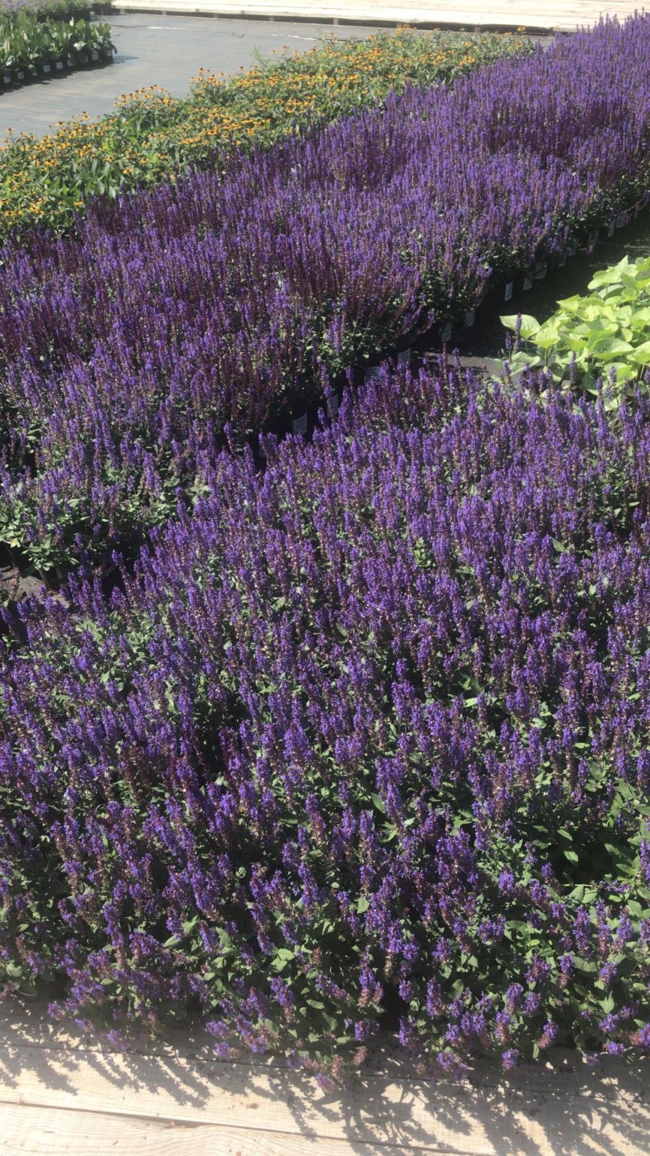 Вербена котовник шалфей