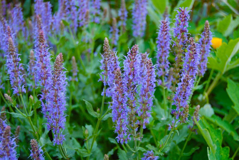 Шалфей дубравный salvia nemorosa
