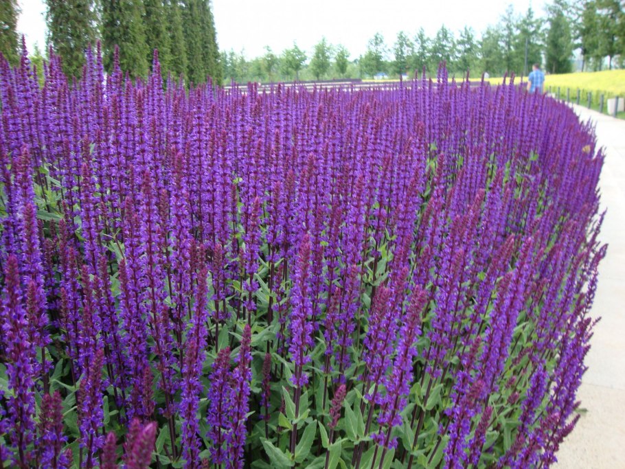 Шалфей дубравный salvia nemorosa