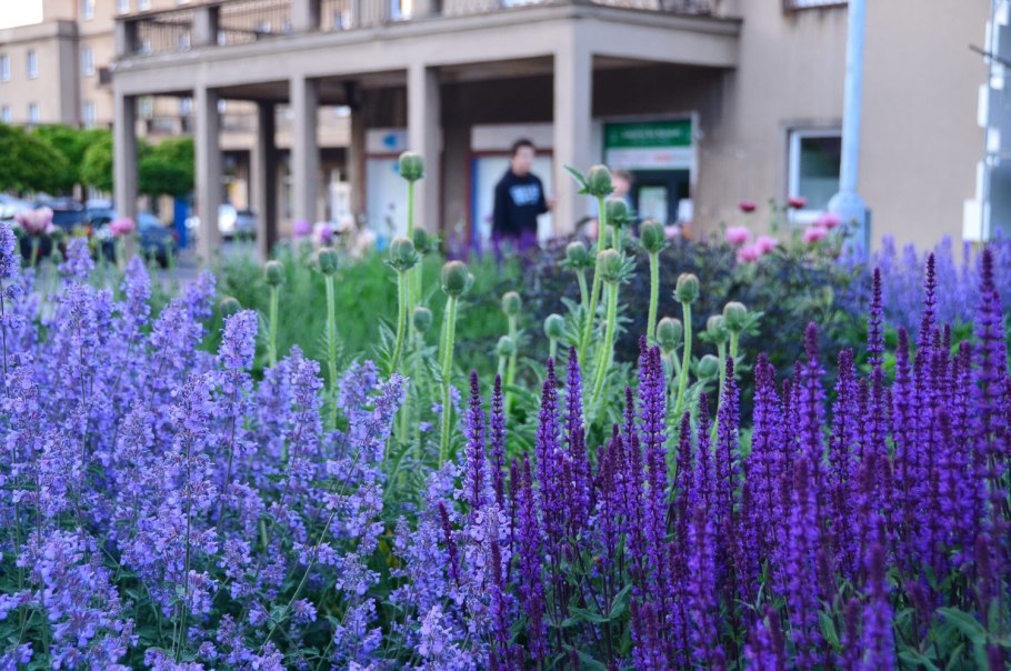 Шалфей Дубравный Карадонна