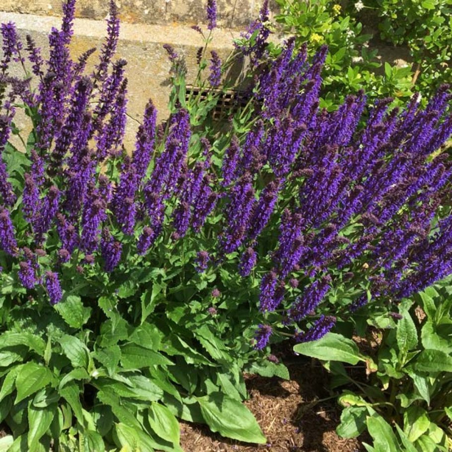 Лаванда котовник шалфей