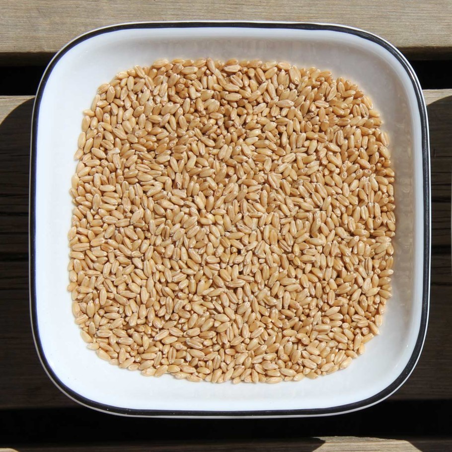 Пшеницы краснозерной Яровой