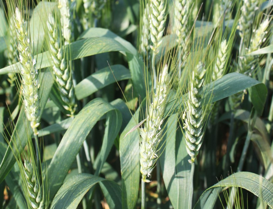 КВС рожь гибрид