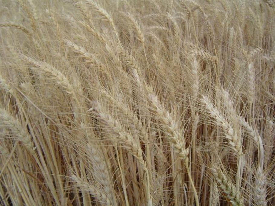 Triticum aestivum