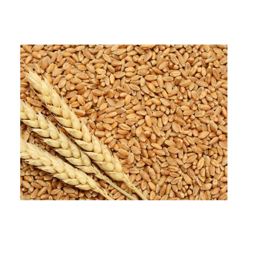 Назарбаев в пшенице