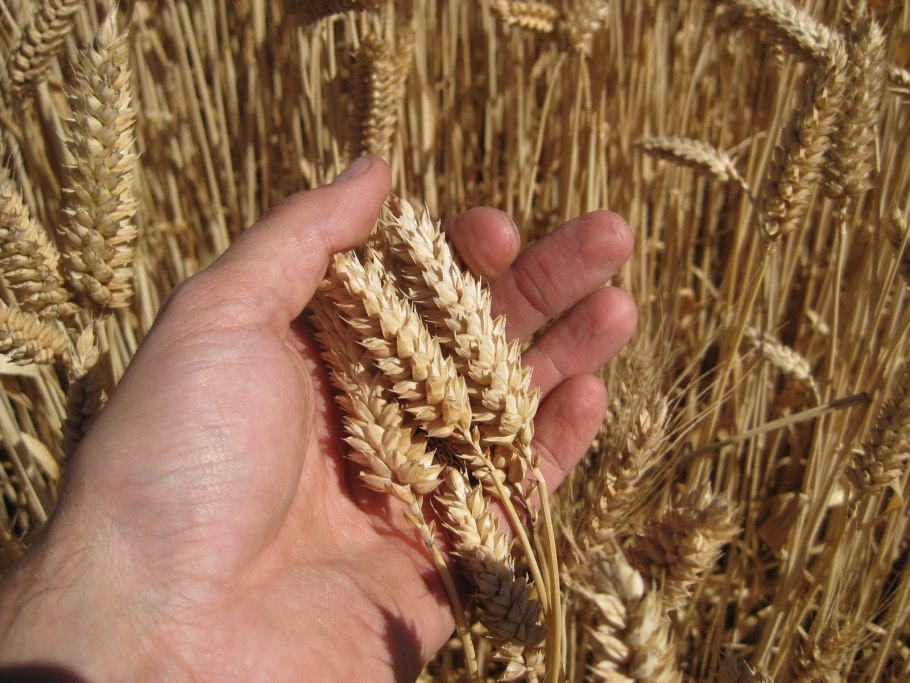 Макароны из пшеницы