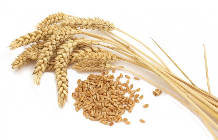 Сорт злата пшеница