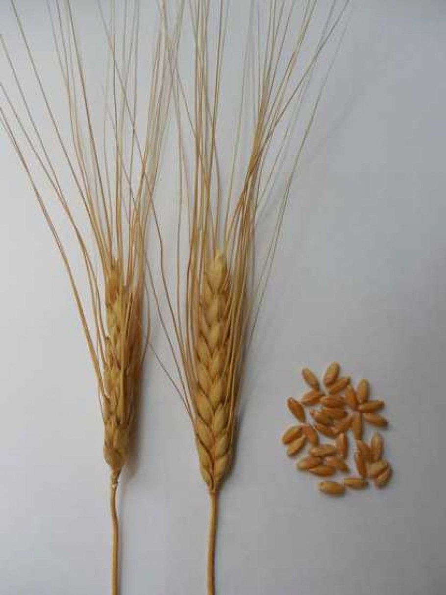 Зерновые культуры