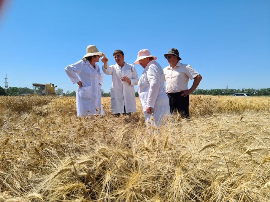 Мелянопус пшеница