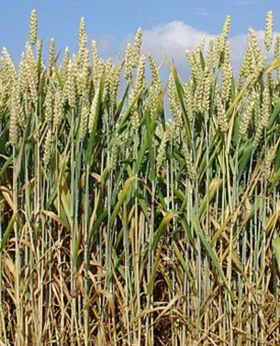 Уши пшеницы