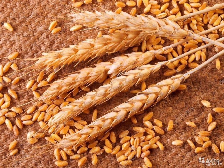 Пшеница дурум