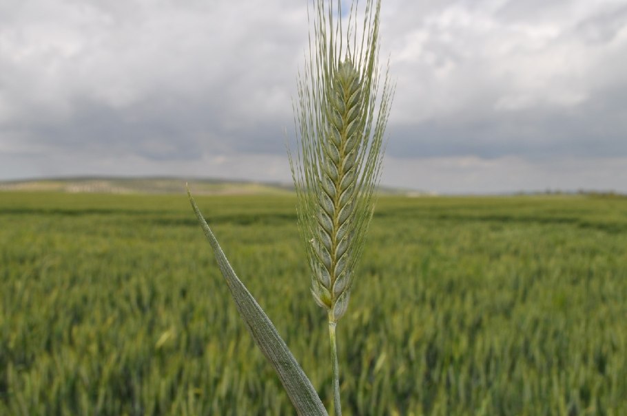 Пшеницы краснозерной Яровой