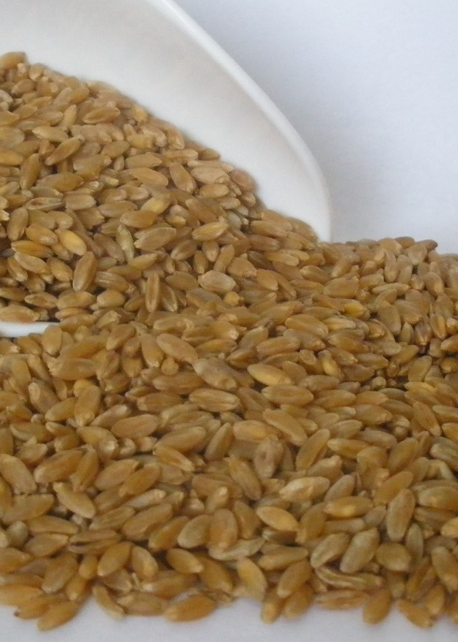 Твердая пшеница дурум