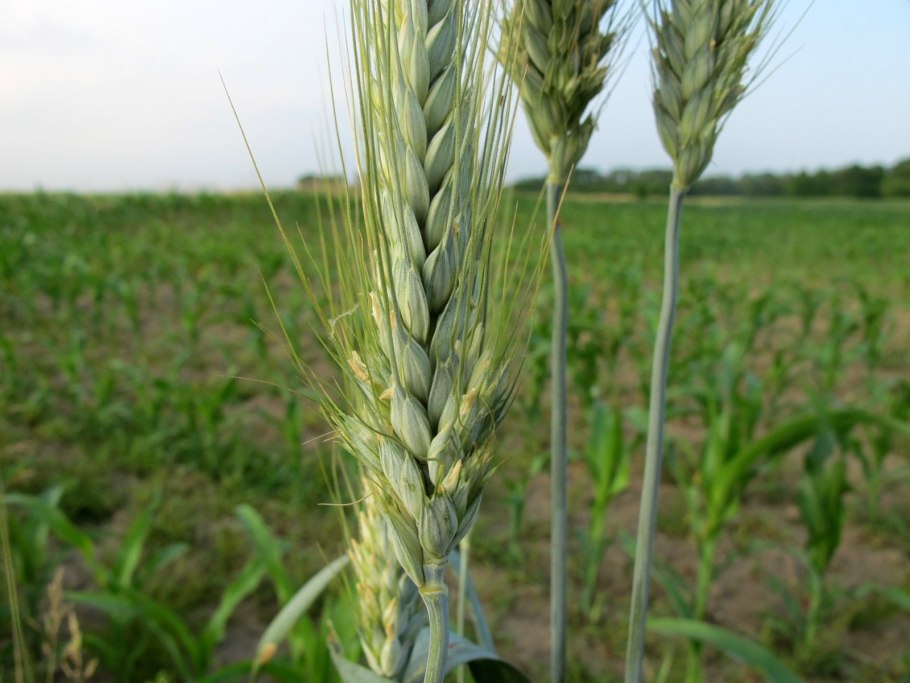 Озимая пшеница – triticum aestivum