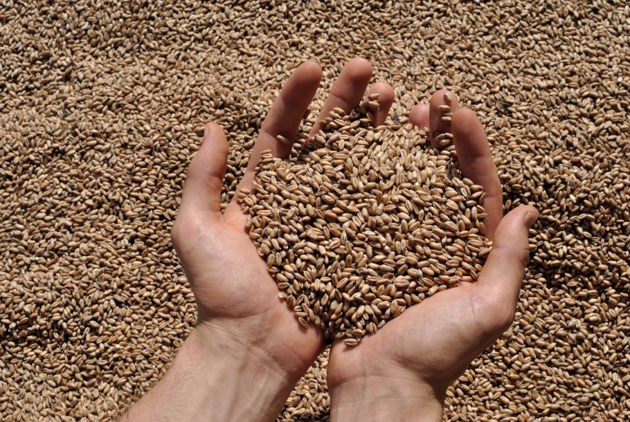 Ячмень тритикале