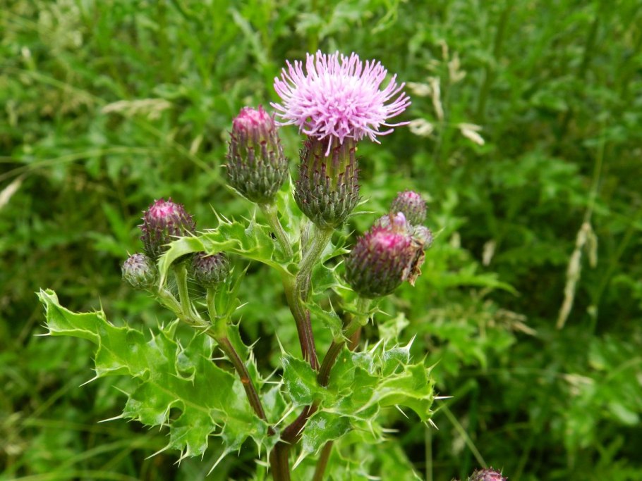 Бодяк полевой (Cirsium arvense)