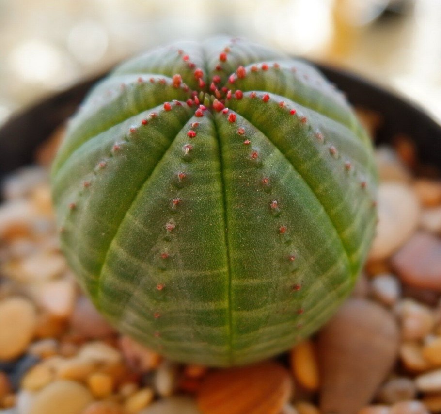 Euphorbia leuconeura
