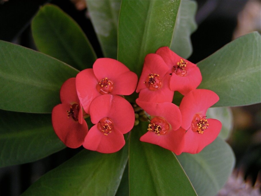 Кактус Euphorbia enopla