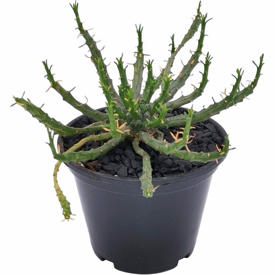 Euphorbia oncoclada