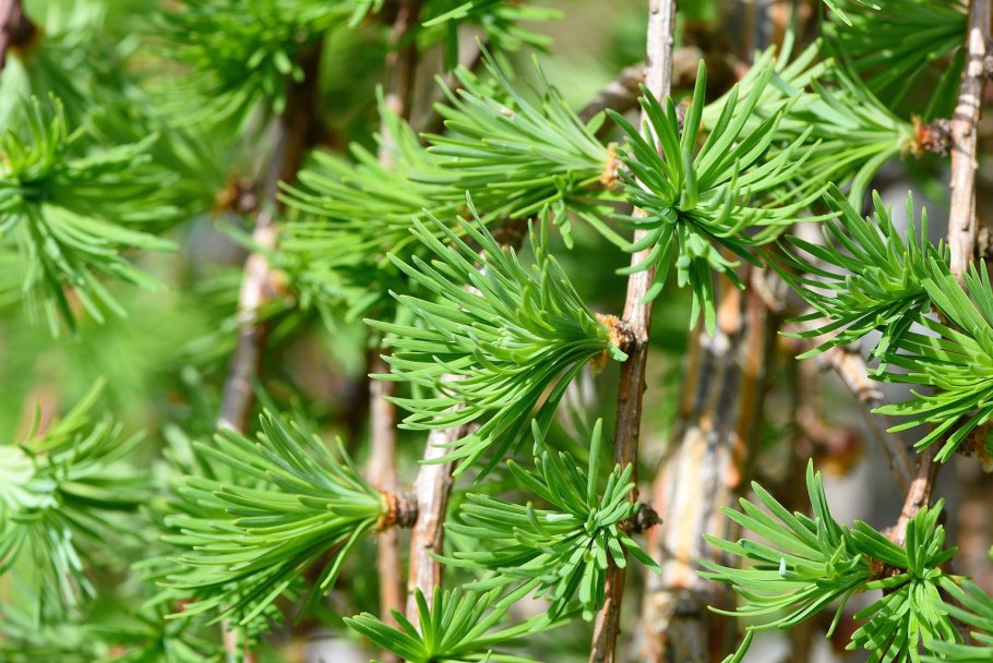Лиственница Сибирская Larix sibirica