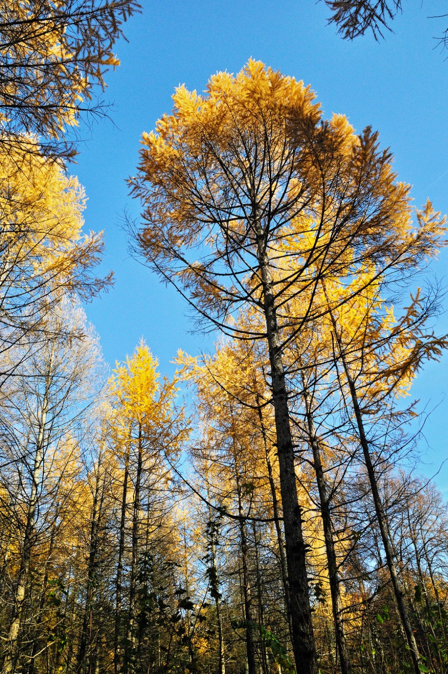 Лиственница Шверина