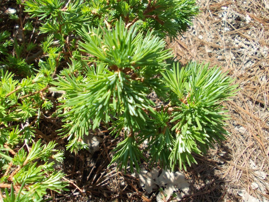 Лиственница американская 'Arethusa bog'