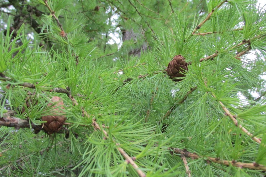 Лиственница Даурская