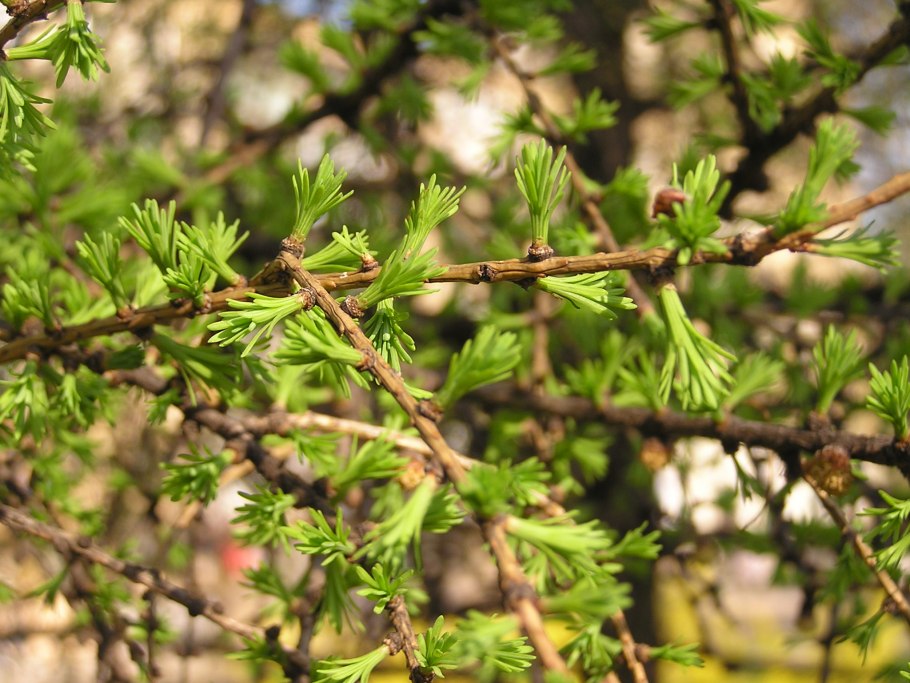 Larix marschlinsii (x) 'Forest Gem'