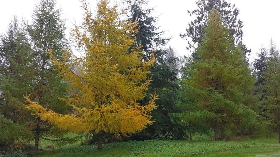 Лиственница сибирская дерево