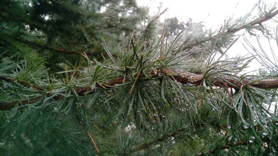 Лиственница сибирская larix sibirica
