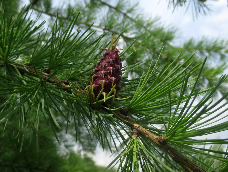 Лиственница европейская Larix decidua