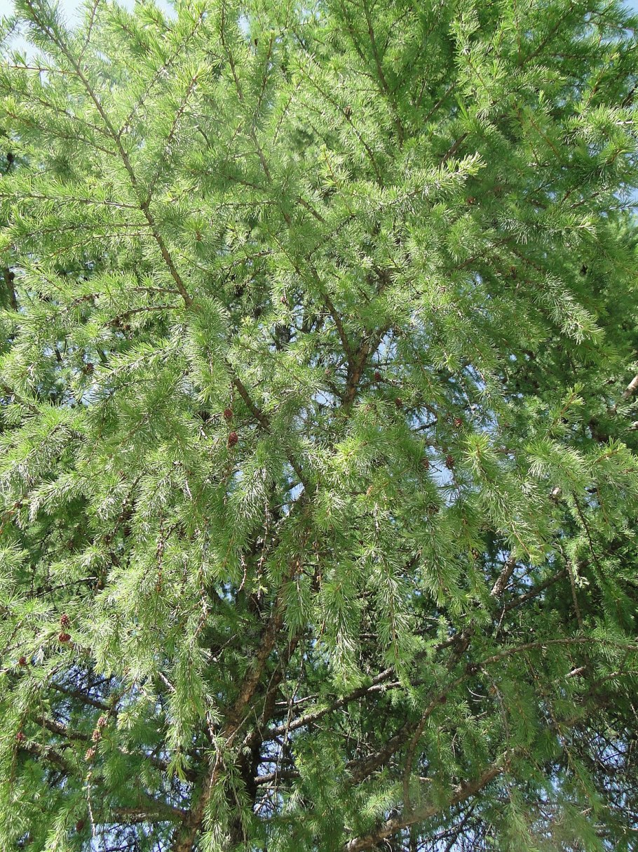 Лиственница гмелина даурская