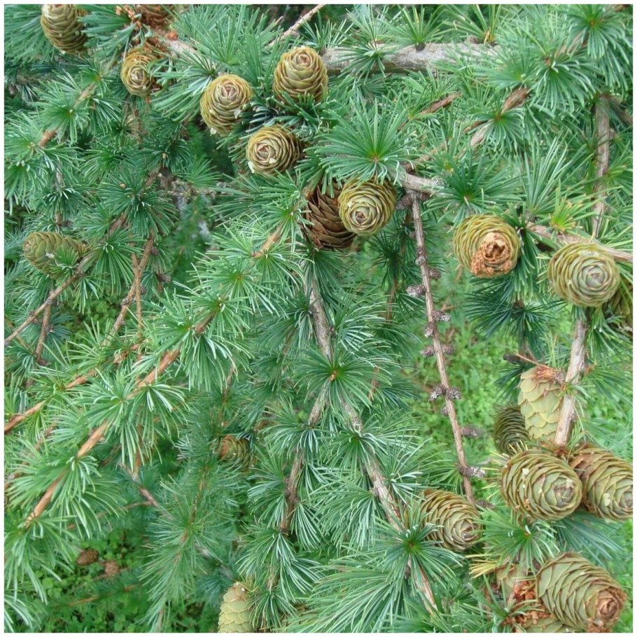 Larix potaninii
