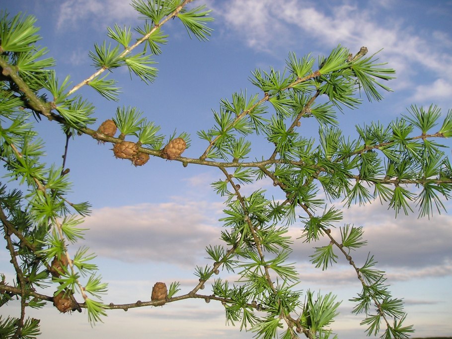 Материнская плата MSI 865gvm2-LS