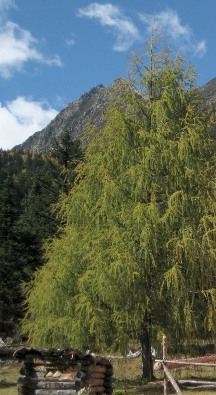 Лиственница Амурская