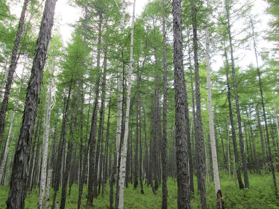 Лес даурской лиственницы