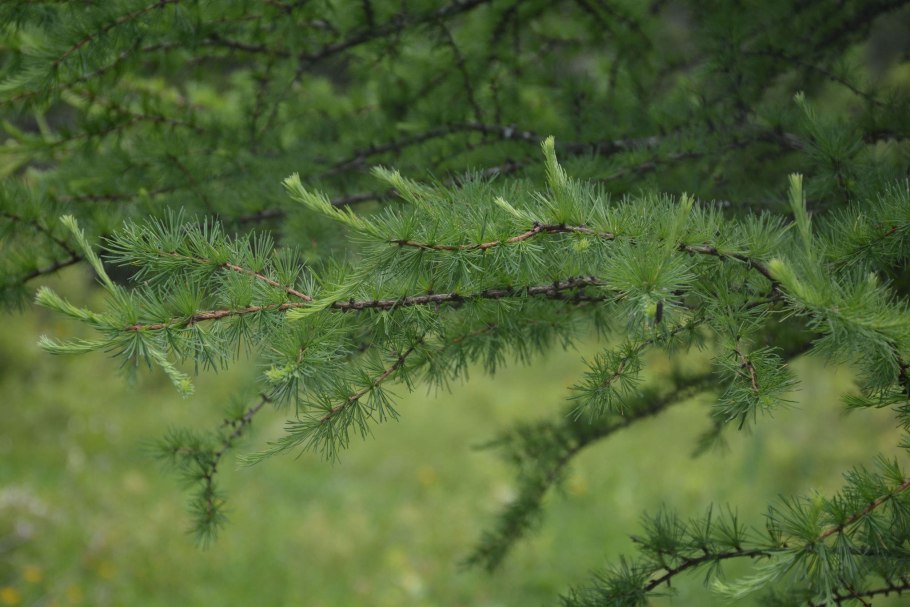 Лиственница сукачева (larix sukaczewii)