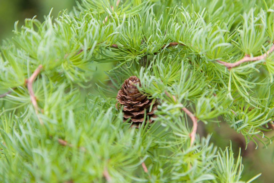 Лиственница Сибирская (Larix sibirica Ledeb.)