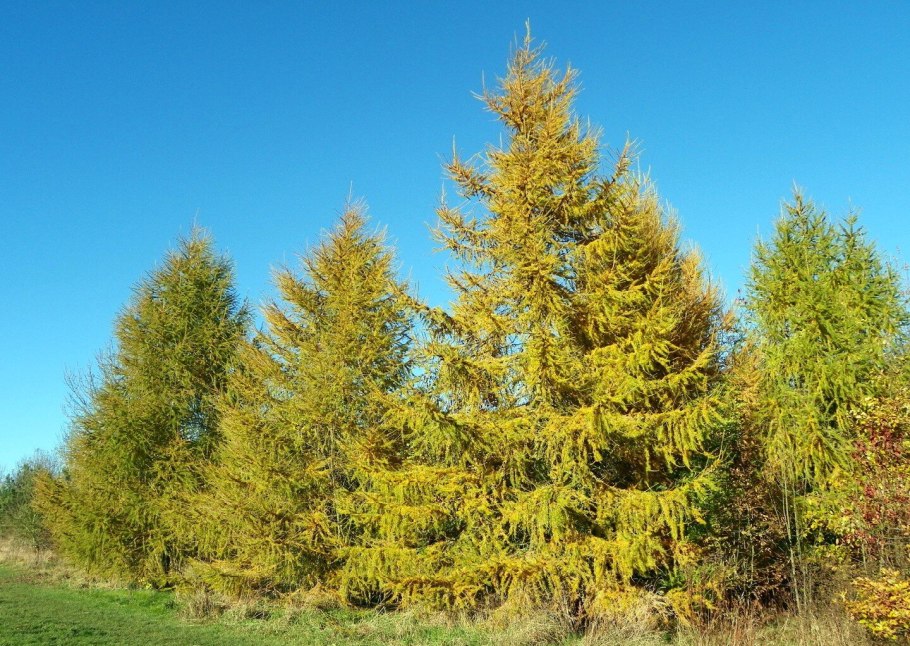 Лиственница европейская larix decidua