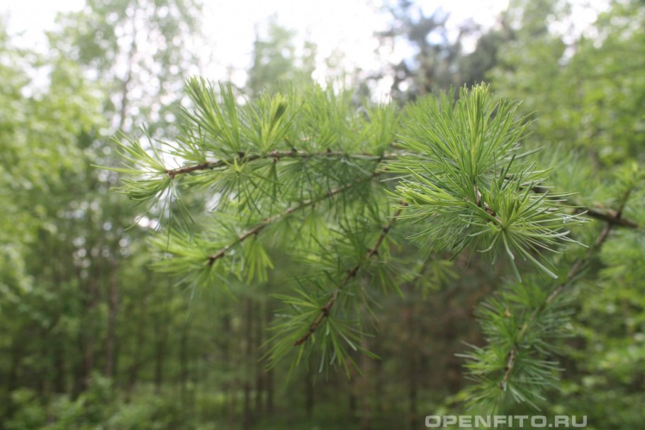 Лиственница Сукачева