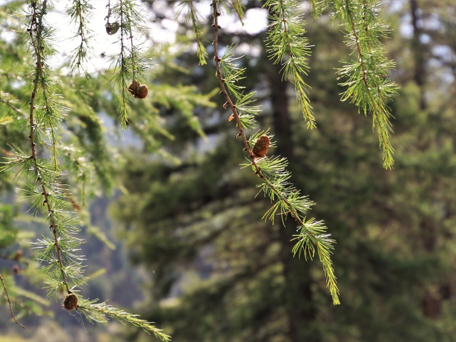 Лиственница даурская