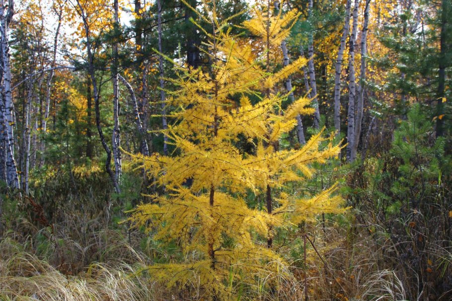 Лиственница сибирская larix sibirica