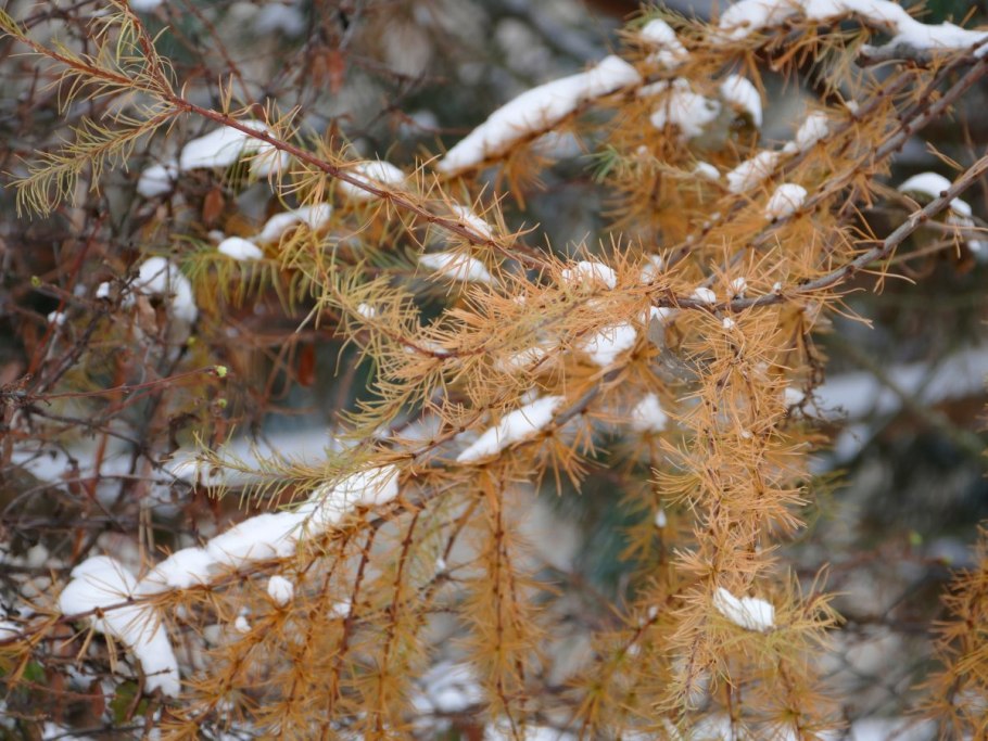 Лиственница сибирская зима